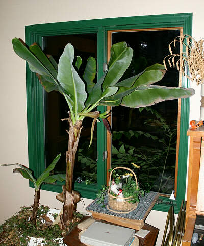 Banana plant in front of widow
