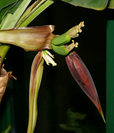 Closeup of flower with 3 tiny bananas forming