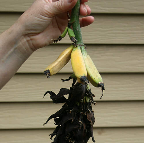 Photo of Mairilyn holding bunch of very small  bananas