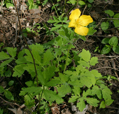 flower in foliage