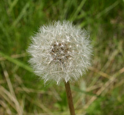 dandylion