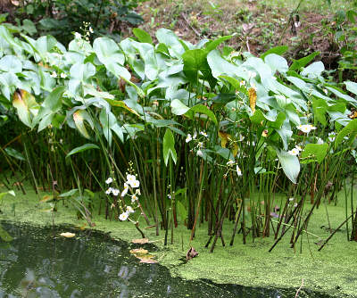 Plant Pond