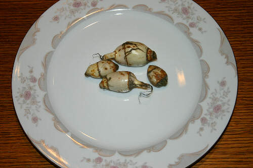 corms on plate