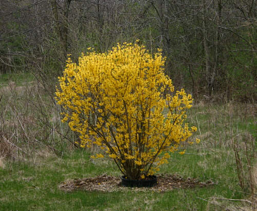 Forsythia