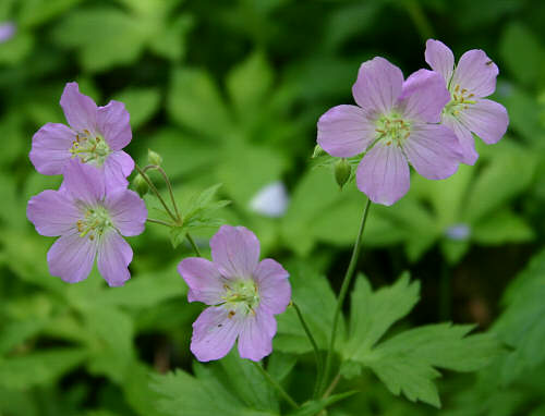 geranium