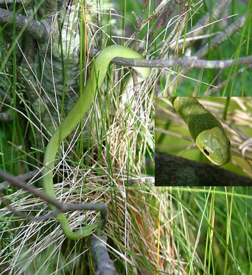 Green snake in bush with head close up inset