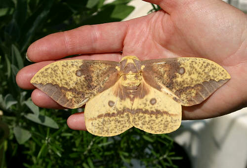 imperial moth