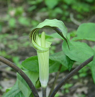 Jack in the Pulpit flower