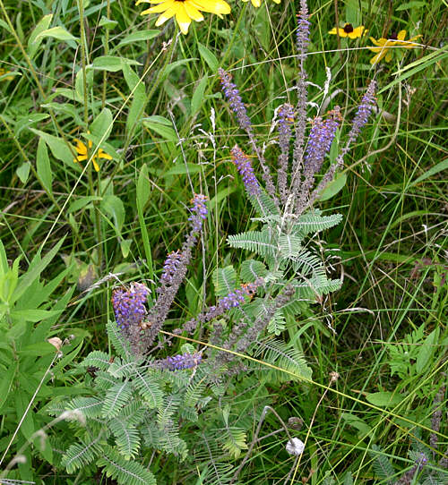 Lead Plant flower