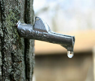 Tapping Maple