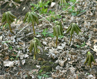 Plant emerging from soil