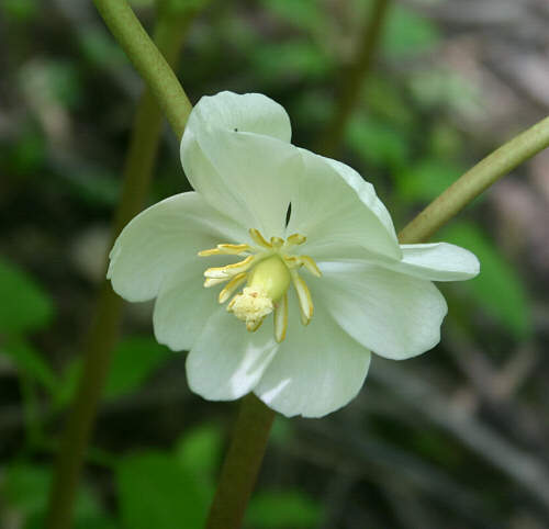 mayapple flower