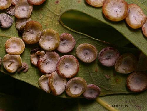 Oak Gall