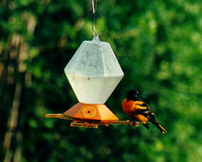 Baltimore Oriole