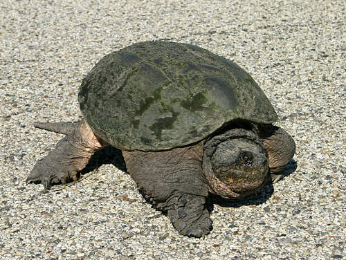 turtle on road