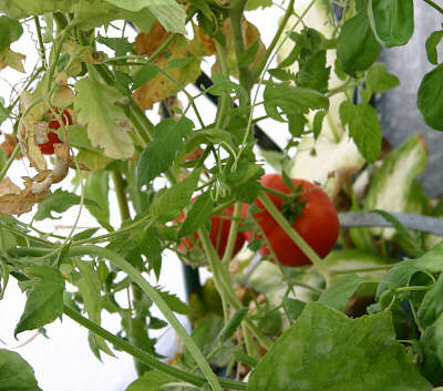 Tomato Vine