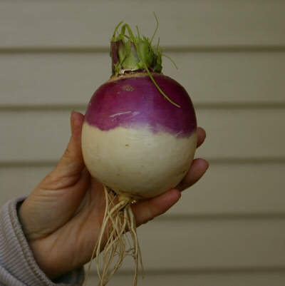 turnip1.jpg