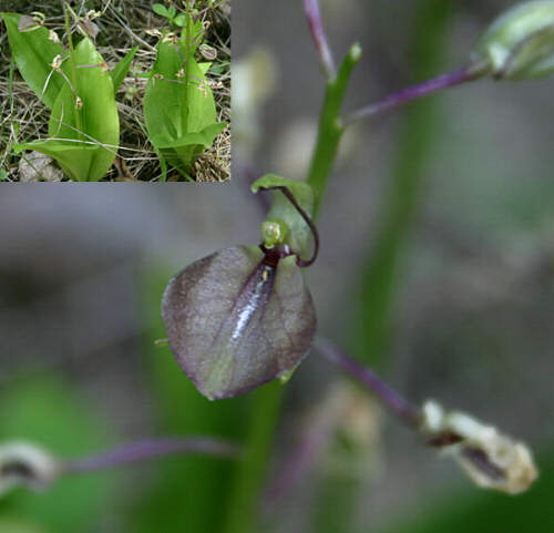 twayblade