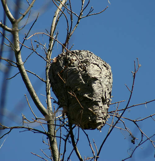 Hornet Nest