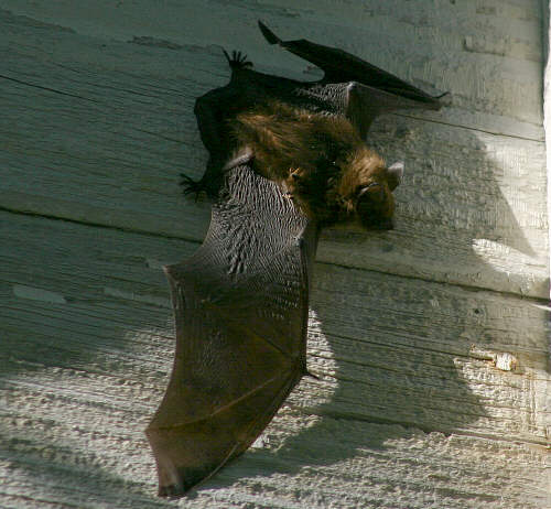 bat  on barn wall