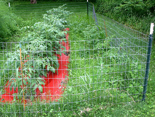 Photo of Mairilyn's monster tomatoes in the mulch next to the runty neighbors in the weeds.